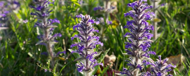 夏枯草种植技术，夏枯草的繁殖技术 夏枯草的栽培技术
