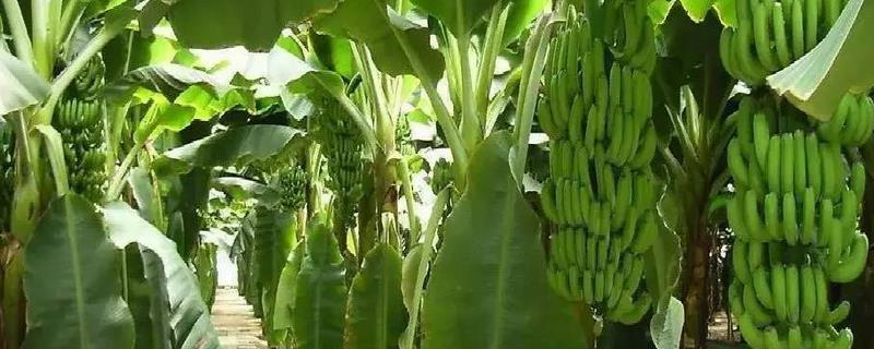香蕉的繁殖方法有哪些,主要有以下四种
