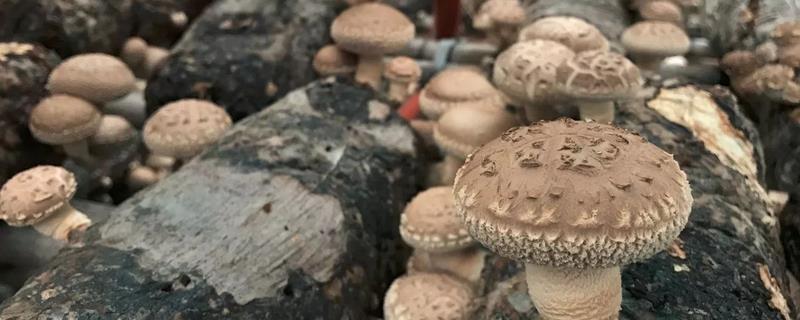 如何人工种植香菇，有哪些技术要点（如何种植香菇?）