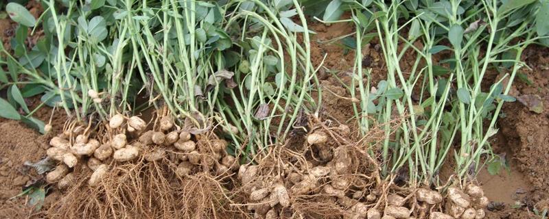 花生苗的种植方法，附花生简介 盆栽花生苗