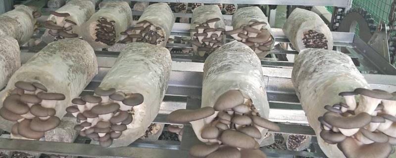 蘑菇该如何培育，这四点是关键（蘑菇的培植技术和条件）