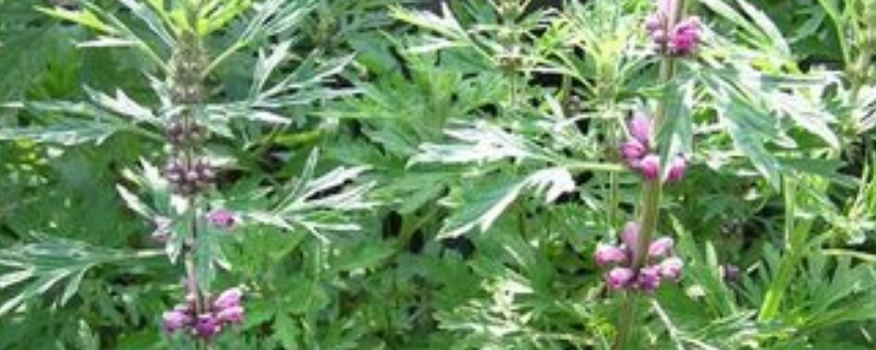 益母草种植技术,益母草的繁殖技术(益母草人工种植)