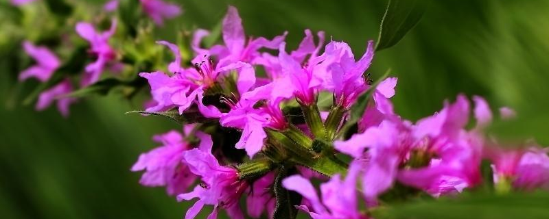 千屈菜种植技术，生长习性是什么 千屈菜生长特性