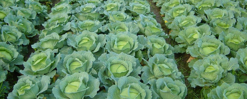 秋季甘蓝怎么种植，有哪些技术要点 秋季甘蓝栽培技术