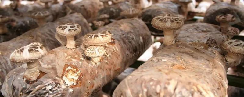 菇类高效种植方法，有哪些技术要点（蘑菇的种植方法）