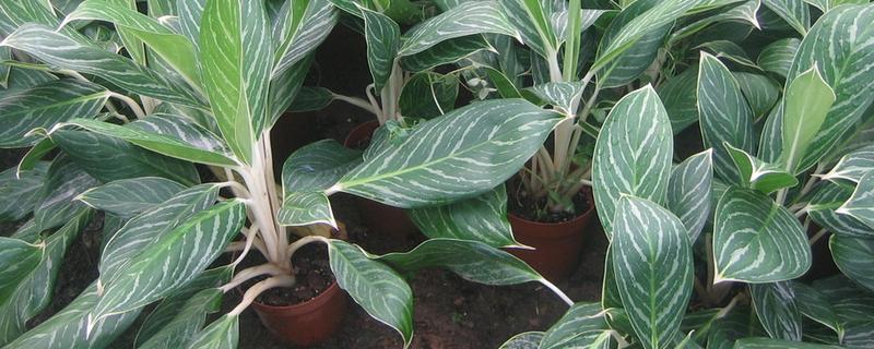 白雪公主的养殖方法，有哪些要点（白雪公主盆栽养殖方法）