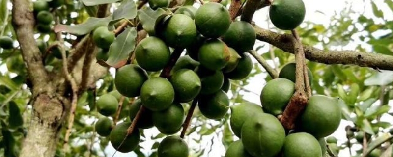 坚果种植方法，有哪些技术要点 坚果苗怎样种植与管理