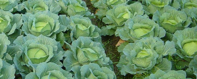 有机蔬菜主要的病虫害有哪些,详细介绍