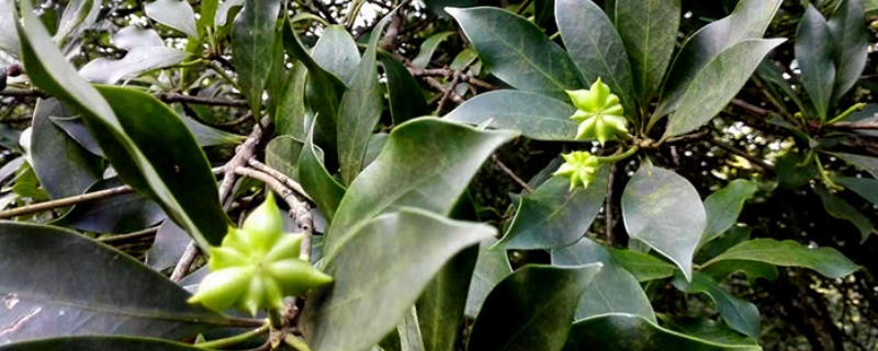 八角树怎么种植，有哪些技术要点（八角树如何种植）