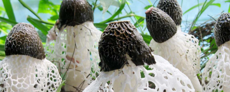 竹荪怎么种植，有哪些种植注意事项 竹荪种植需要什么样的土壤