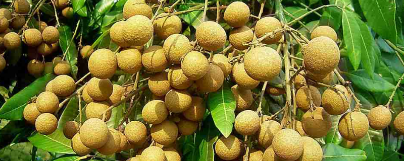 龙眼属于哪个季节的水果，龙眼如何圈枝育苗