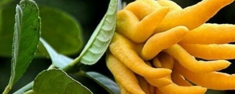 佛手的栽培技术,佛手的繁殖方法(佛手的养殖与繁殖技术)