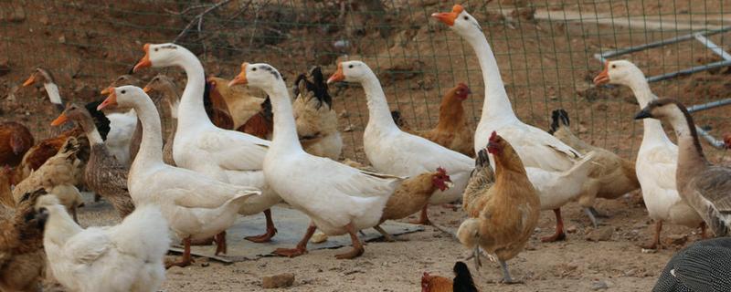 大鹅的养殖方法，有哪些要点 养大鹅要什么条件