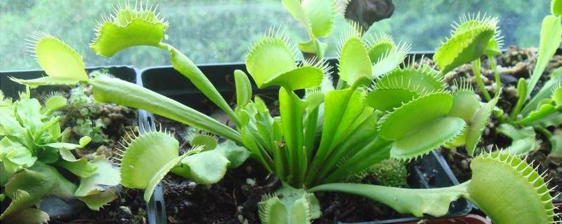 捕虫草的养殖方法，有哪些要点 捕蝇草要怎么养