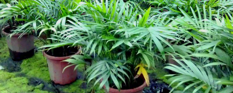 富贵椰子的繁殖方法，有哪些要点（富贵椰子怎么移栽）