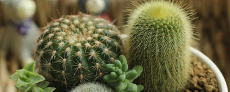 仙人掌的养殖方法,仙人掌的繁殖方法