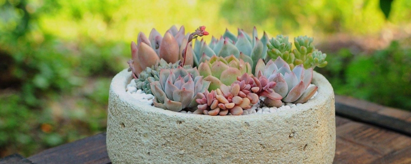 刚种下的多肉如何养，有哪些要点（刚种的多肉怎么养）