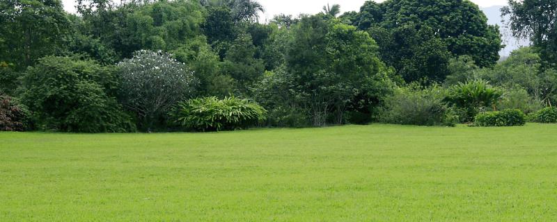 草坪种植技术，附具体操作 草坪的种植技术及方法