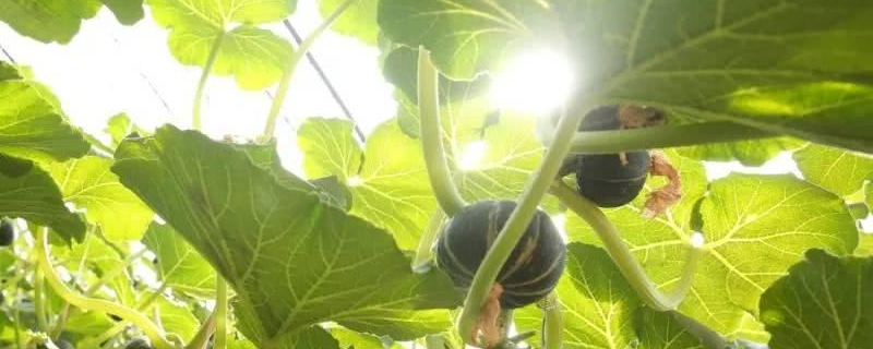 有机南瓜露地如何种植(露地南瓜种植时间及技术要点)