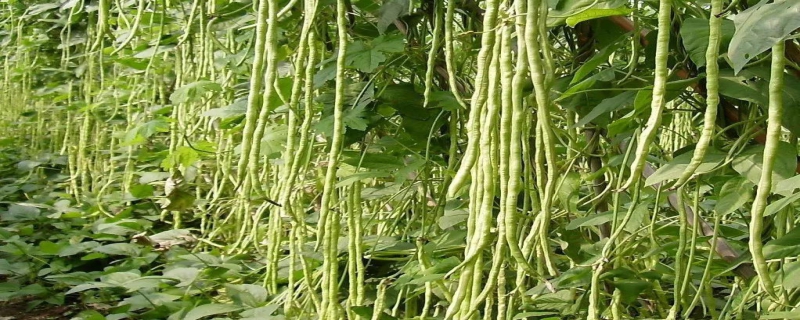 怎么利用科学方法栽培豆角（豆角的栽培技术要点）