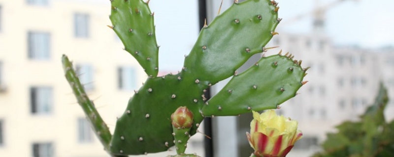 仙人掌怎么养最好，仙人掌养殖要点（仙人掌怎样养）