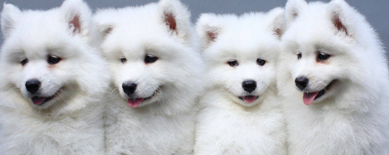 狗幼崽的养法，注意做好这几点 养幼崽狗的方法