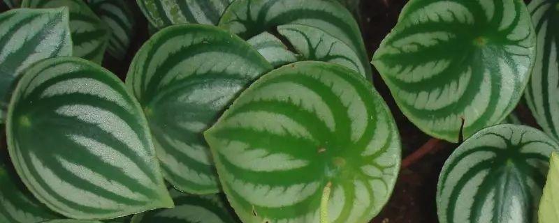 椒草高产种植技术，附其生长习性 花椒树根系发达,环境适应性强