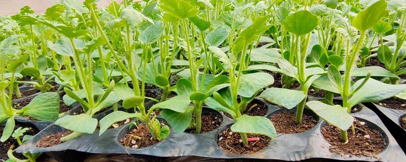 西瓜怎么嫁接栽培，有哪些注意事项（西瓜嫁接有几种方法）