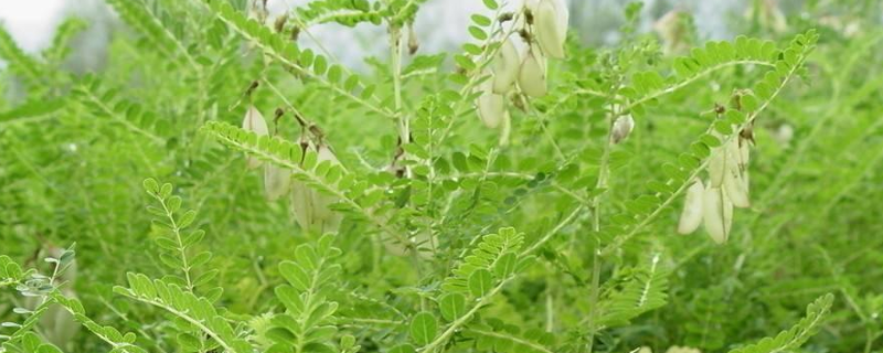 怎么种植黄芪才能获得高产，附管理办法