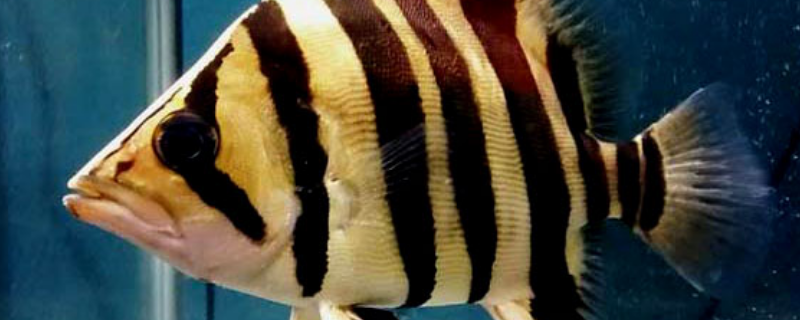 印尼虎苗如何养，需要做好这几点 印尼虎怎么繁殖