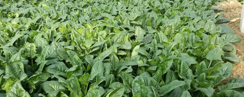 怎么种植并管理菠菜地，有哪些要点 菠菜的生长环境和种植方法