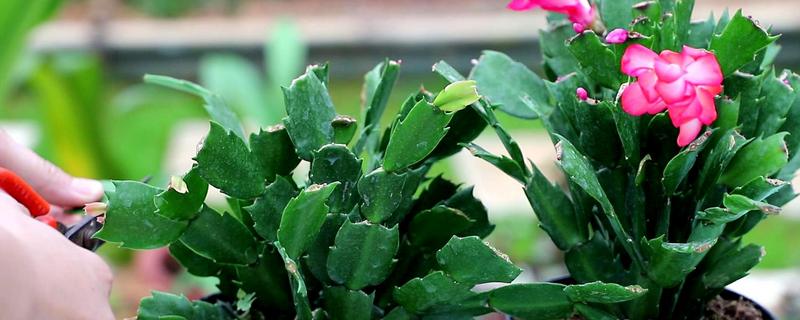 怎么养蝎子莲花，有哪些技术要点（蝎子莲怎么养才能开花）