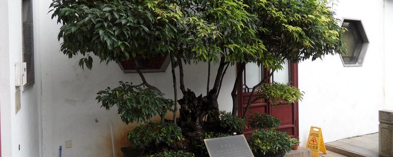 香樟盆景怎么栽培，有哪些技术要点（香樟木盆景如何养）