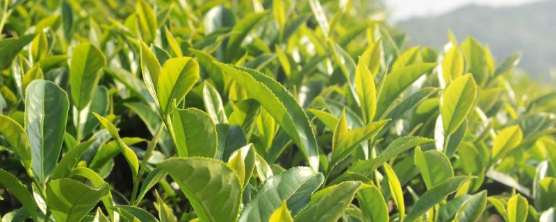 茶园的施肥时间，茶园怎样施肥 茶园施肥技术要点