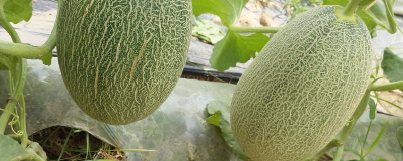 哈密瓜出现死苗的原因，种植注意事项有哪些