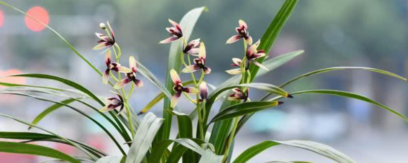 兰花的开花时间，有什么施肥禁忌 兰花的开花时间,有什么施肥禁忌吗