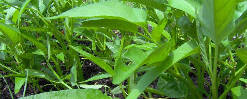 空心菜生虫怎么处理,附空心菜的清洗方法