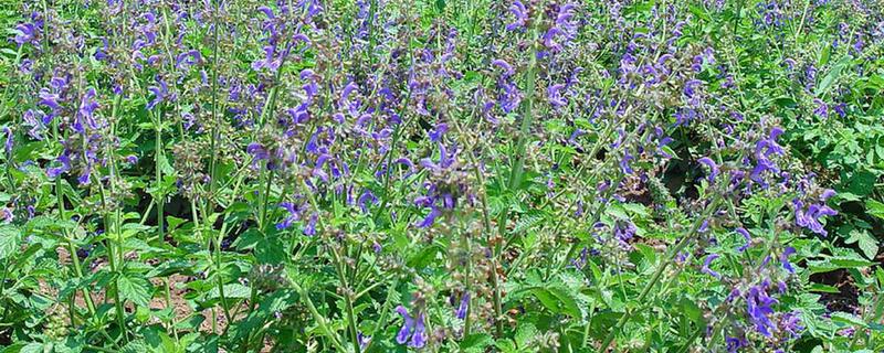 黄芩的种植方法，有哪些要点 黄芩的种植方法及条件