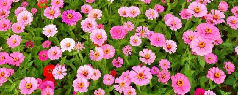 百日草的种植方法,附病虫害防治 百日草的种植方法如下