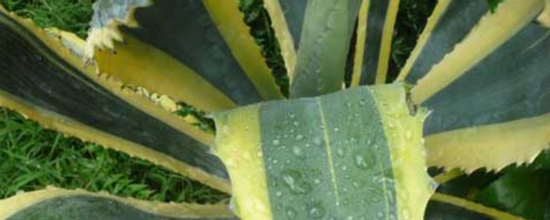 龙舌兰栽培技术，龙舌兰的生态习性（龙舌兰栽培方法）