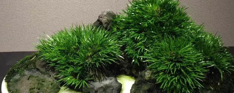 黄金姬菖蒲的养殖方法，有哪些要点 黄金姬菖蒲怎么养