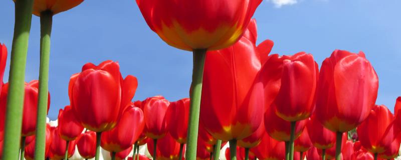 郁金香的种植技术,附生长习性 郁金香种植技术及管理