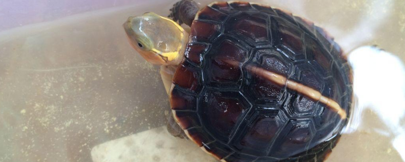 安缘龟的养殖方法，安缘龟怎么过冬 安缘龟的饲养与繁殖