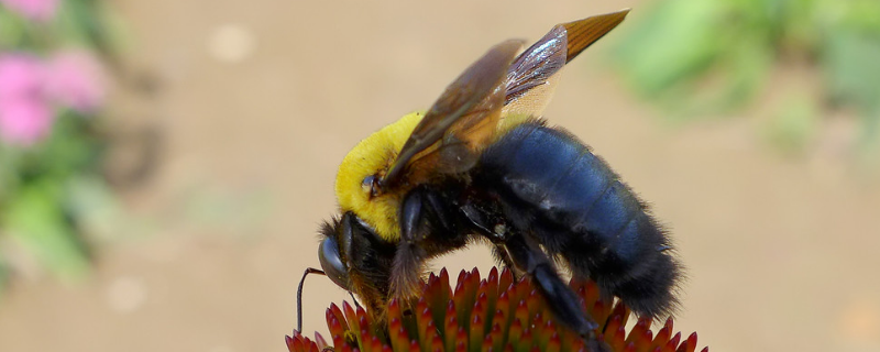 胡蜂的养殖方法，有哪些养殖要点（养殖胡蜂技术的步骤）