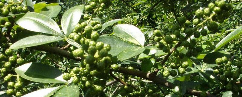 椒树的高效种植技术，有哪些要点 花椒的种植方法