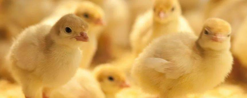 鸡崽该如何养殖,需做好以下几点 鸡仔孵出来怎么养