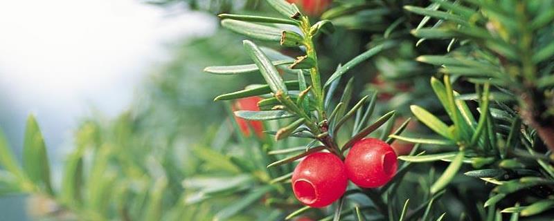 红豆杉的繁殖技术，具体怎样操作（红豆杉繁殖有何简易方法）