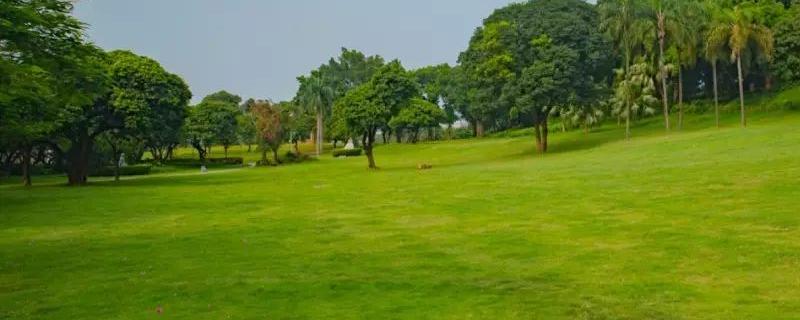 草的种植技术,草有哪些种类 选择草种的方法有哪些