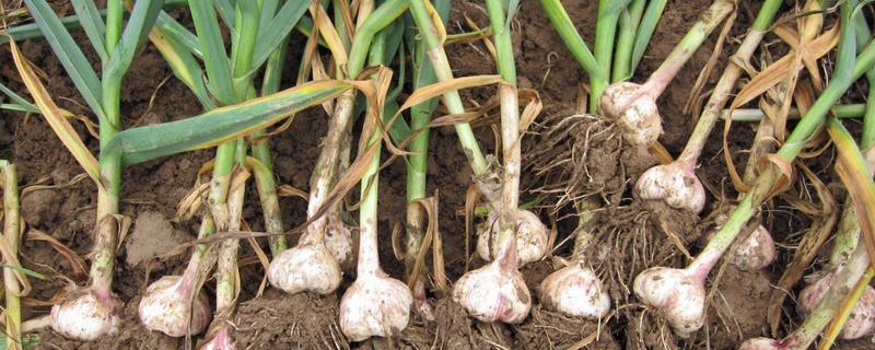 大蒜怎么种植，附其田间管理办法（田间大蒜的种植方法）