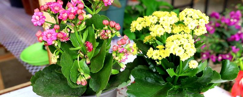 长寿花的种植技术，有哪些要点 长寿花的种植方法和注意事项